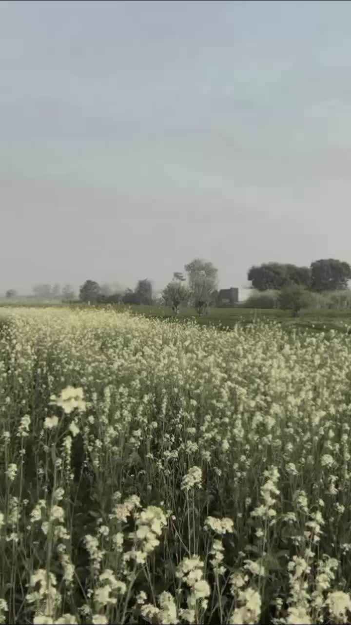 @𝑻𝑨𝑳𝑯𝑨𝑹𝑬𝑯𝑴𝑨𝑵🇸🇦🇵🇰