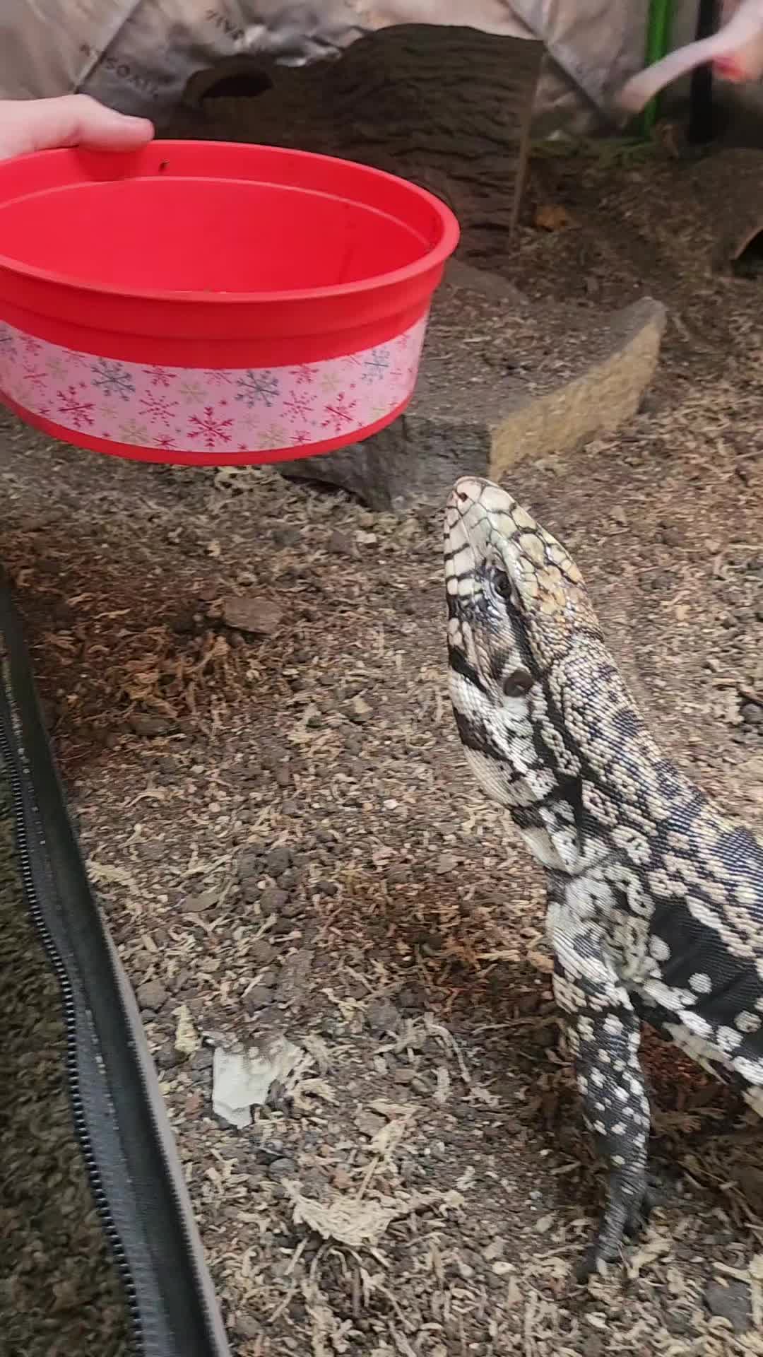 @Ballard&rsquo;s Reptiles