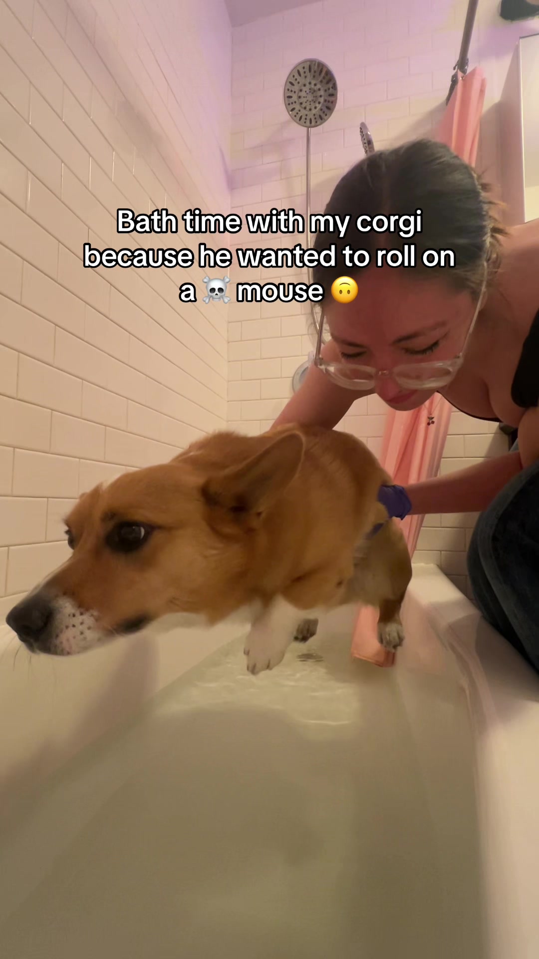 @Cosmo The Cute Corgi