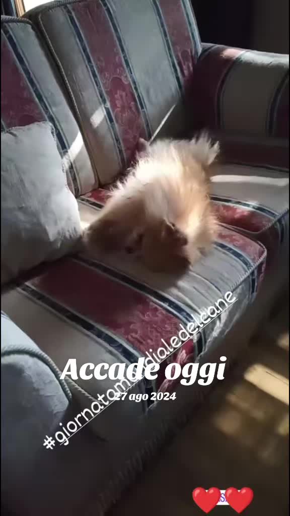 @❤️Milo❤️