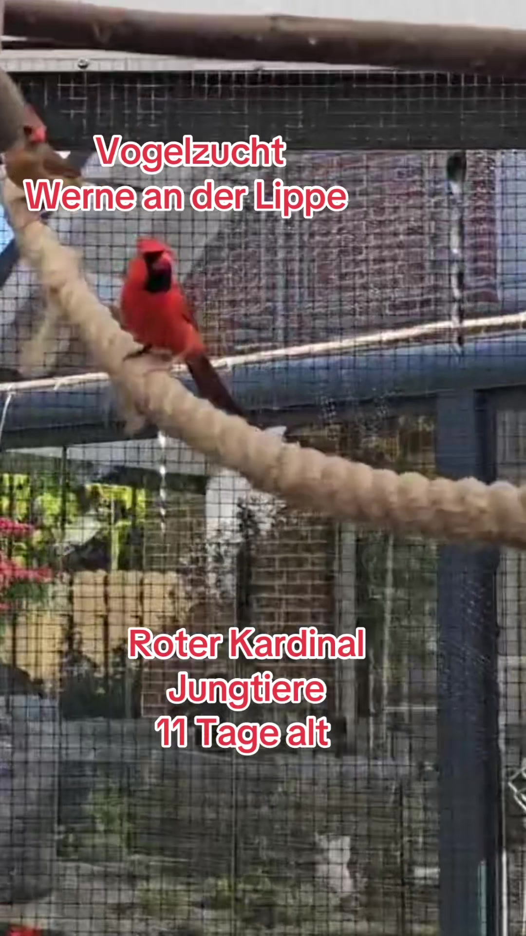 @Vogelzucht Werne an der Lippe
