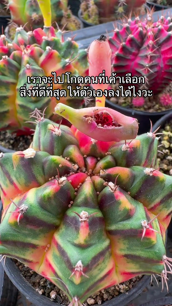 @เด็กหญิงสมศรีพกหมีไปโรงเรียน
