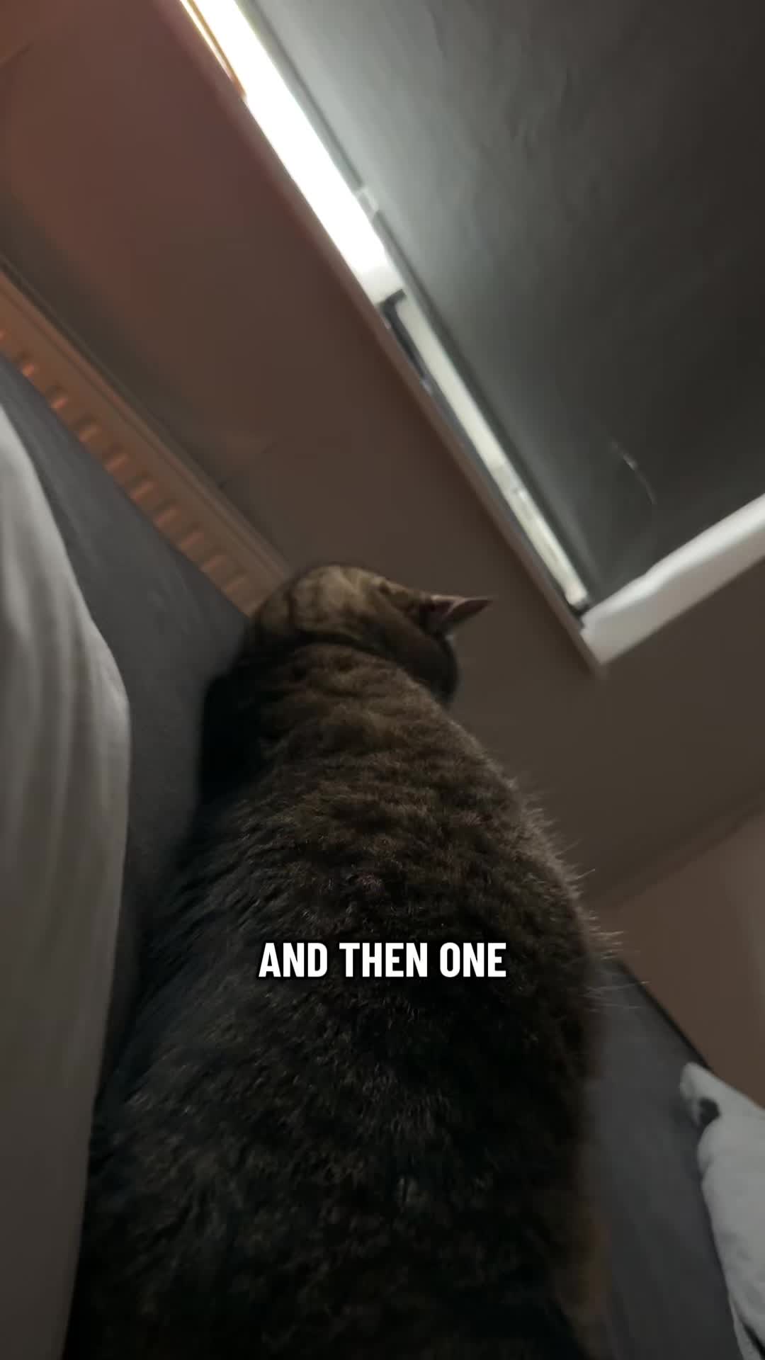 @Joep_the_ rescuecat