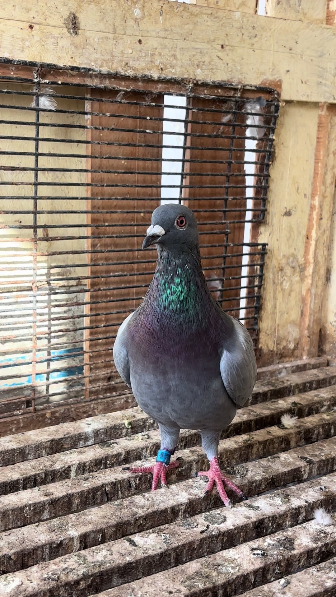 @OMZOLOFT🕊🦜🇸🇳