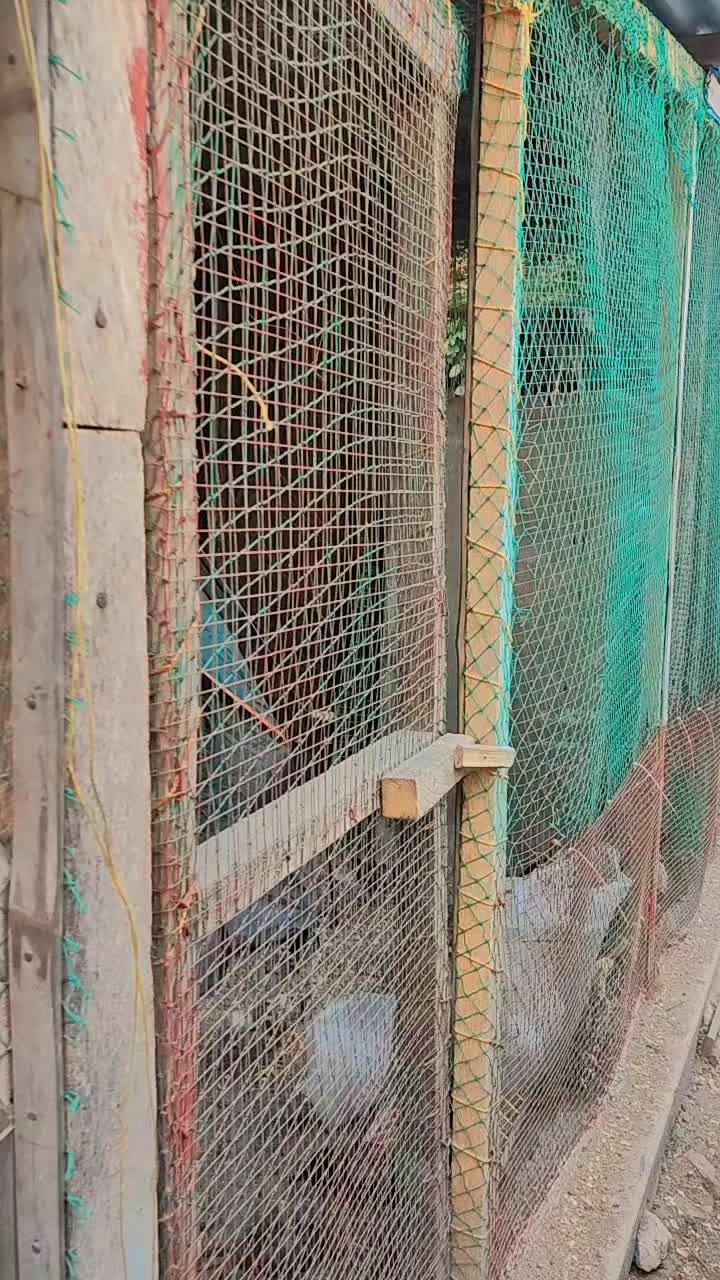 @RDDgamefowlbreeder