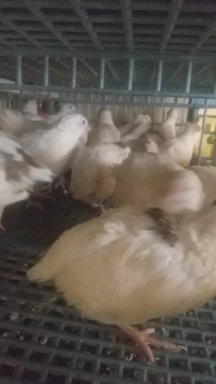 @nefretimsin dünya