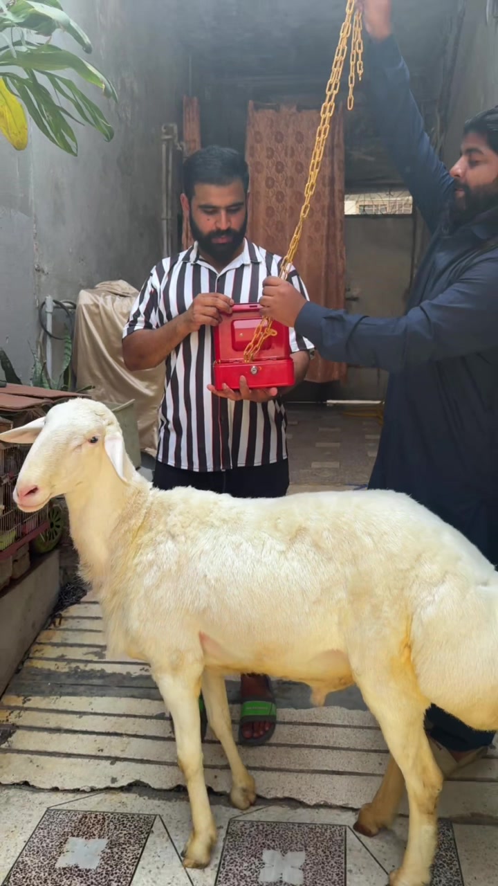 @Ammar Meher