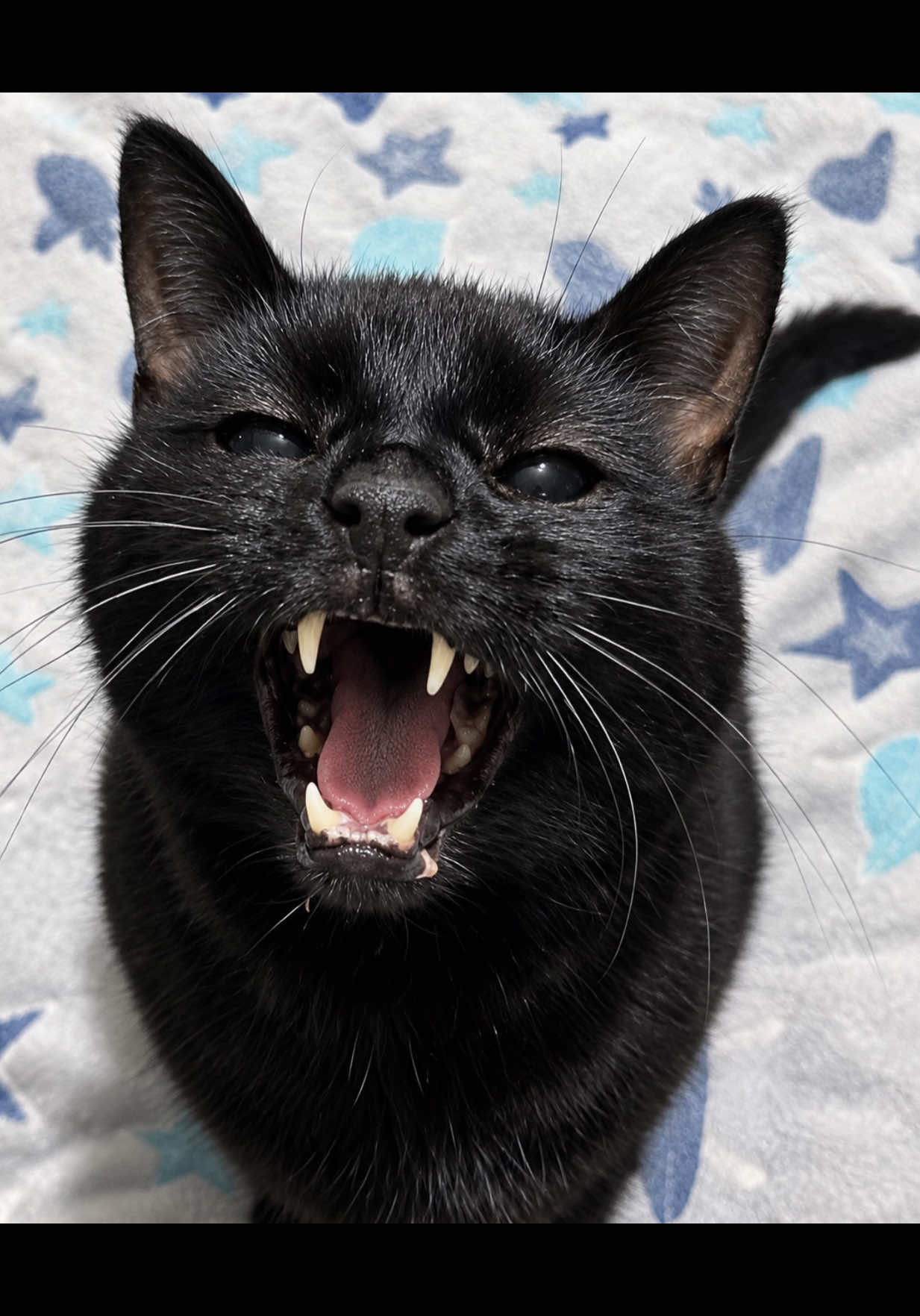 @Teefie_tribe 🐈&zwj;⬛🐈&zwj;⬛🐈🦷🦷