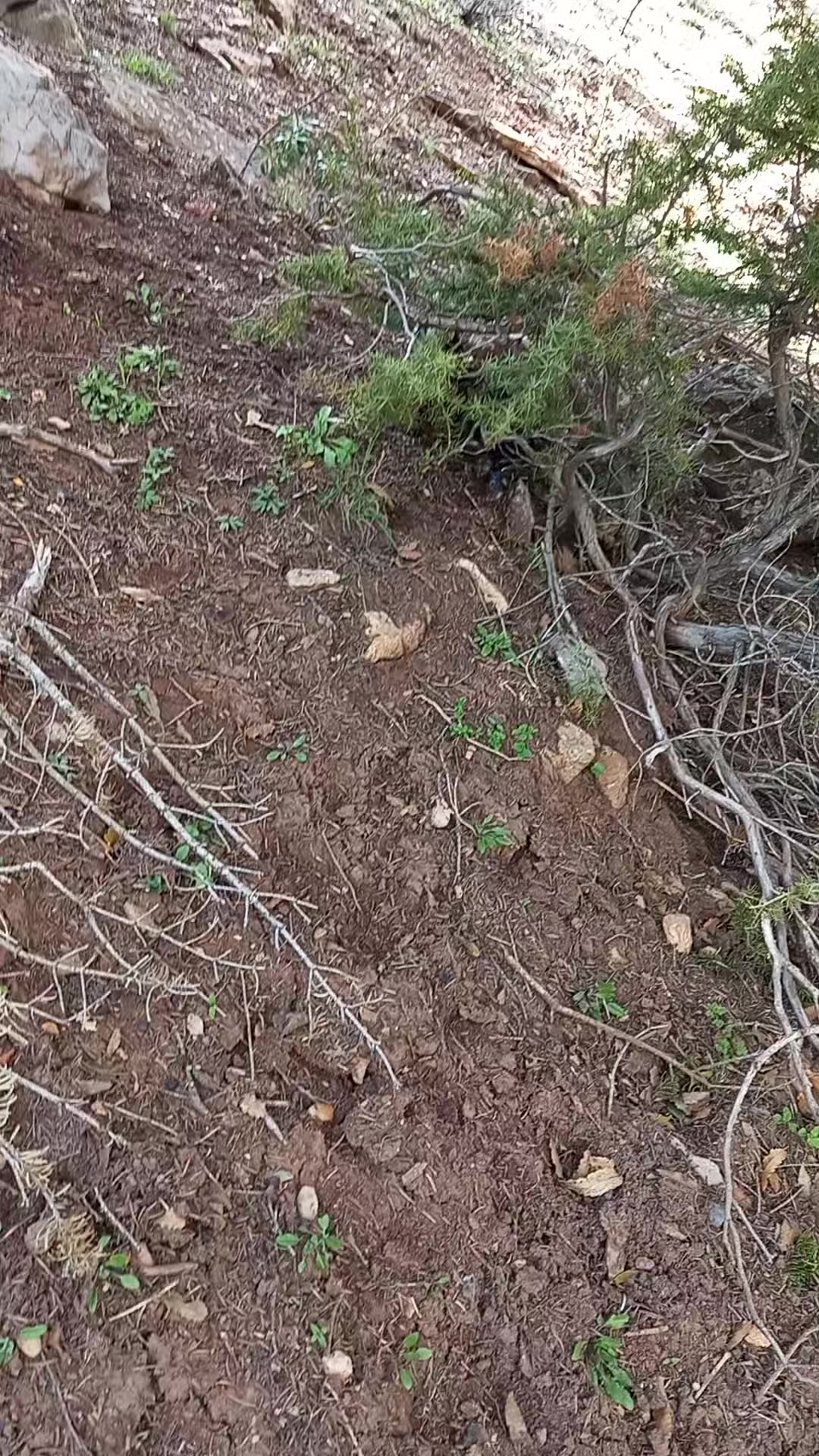 @Toroslarda Bir Çoban