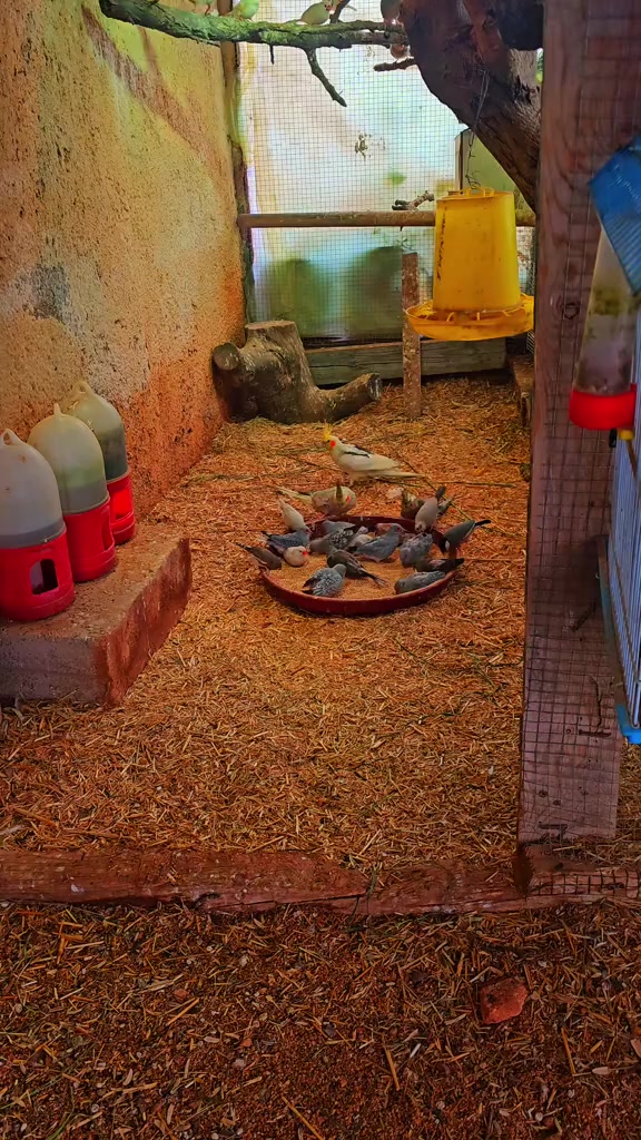 @حمصيه وطله ملكيه
