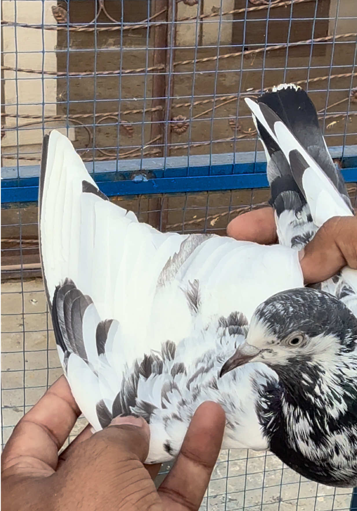 @Aero Pigeons Club