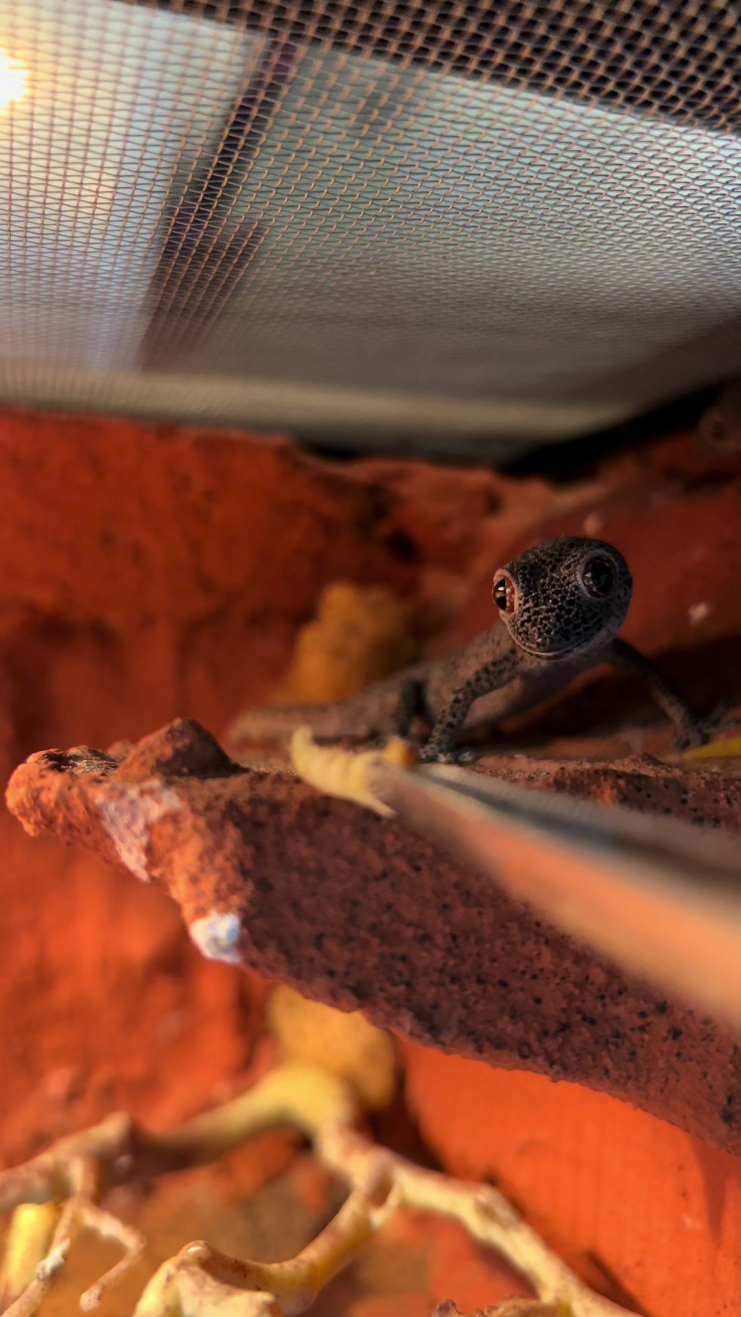 @rileys_reptiles