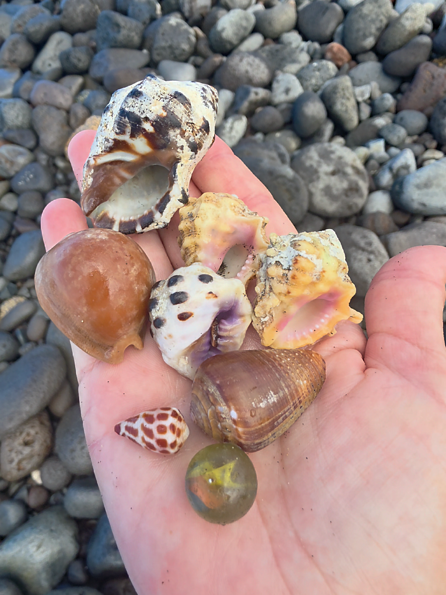 @Noe 🐚 Shells
