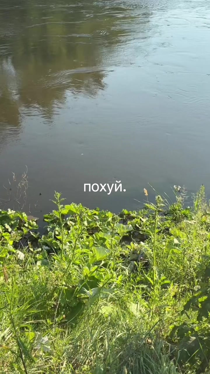 @pvomi