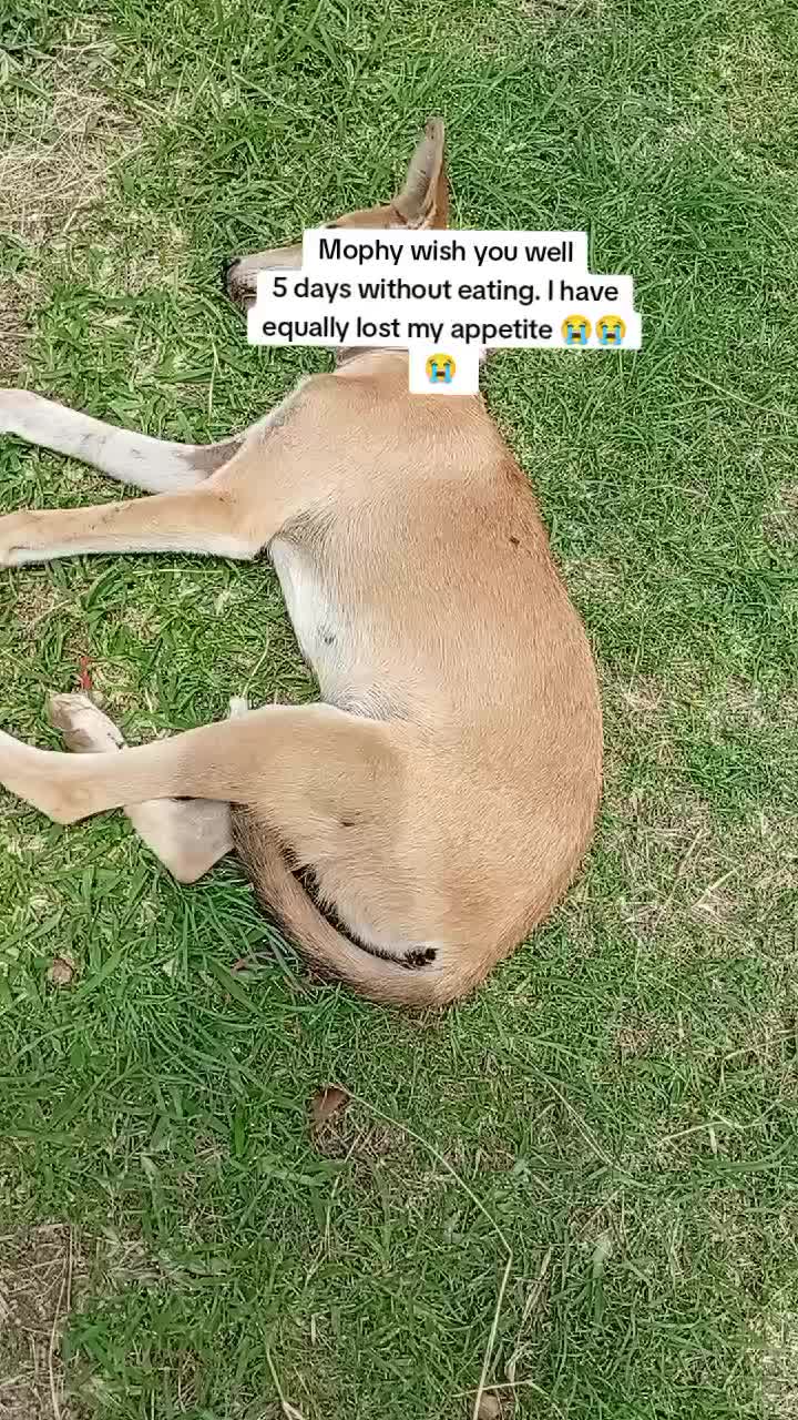 @Animal Welfare
