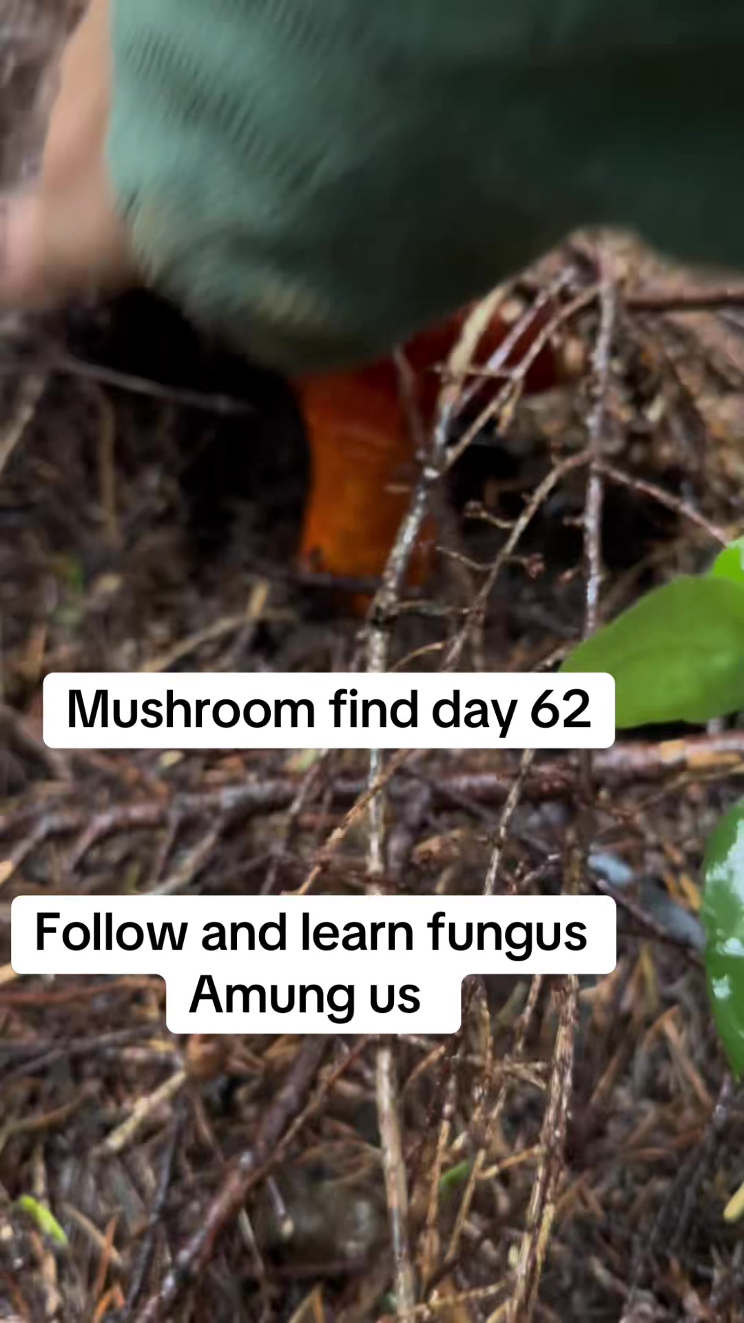 @Fungusamungus