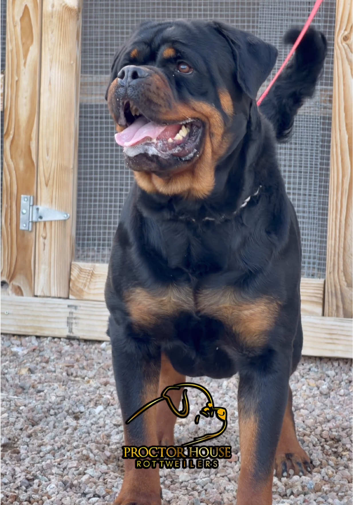 @Proctor House Rottweilers