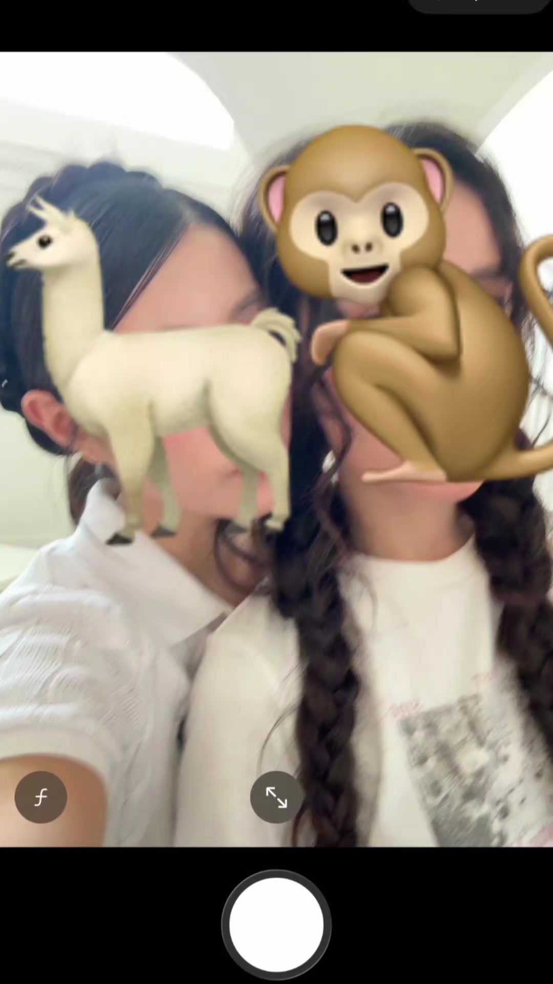 @LY 🐑🐒