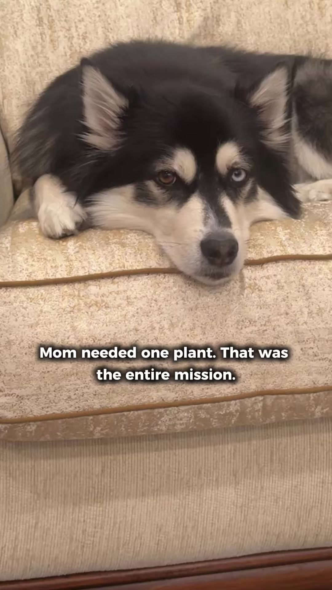 @Zeus the Pomsky🐾