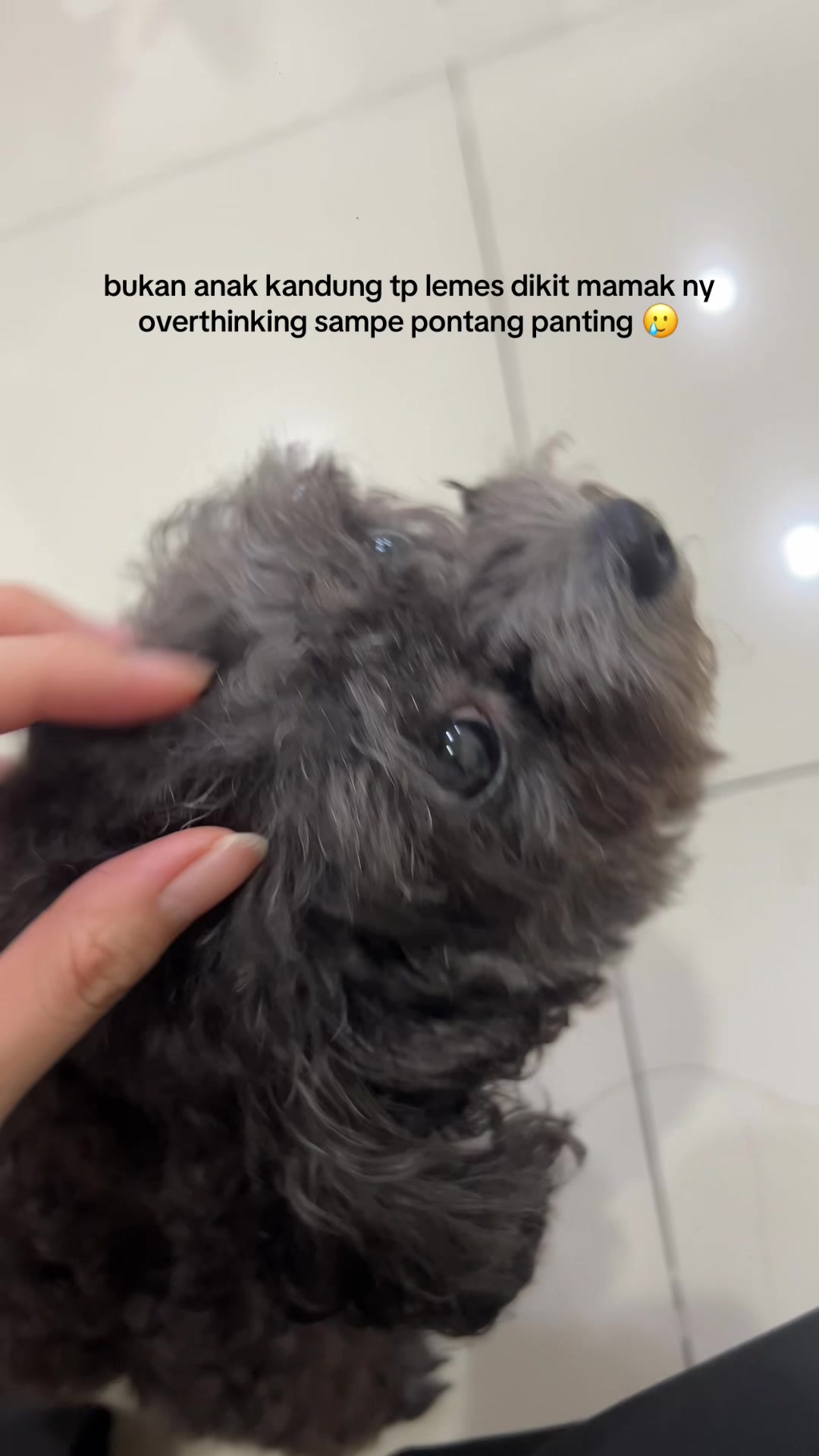 @chippi the poochon