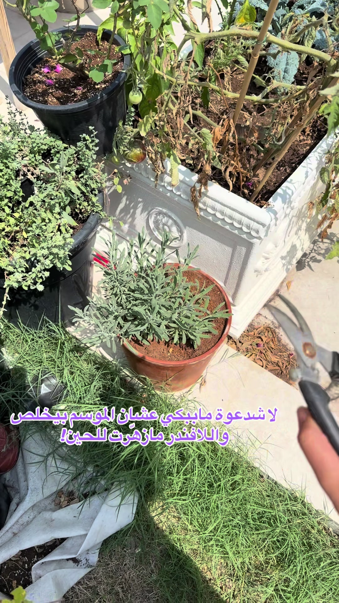 @عالم سرور🌿
