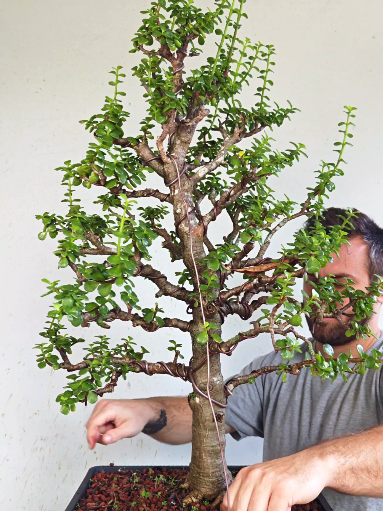@Bryan Loves Bonsai