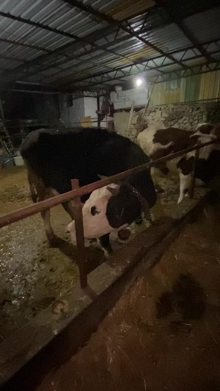 @&ouml;zcan 03