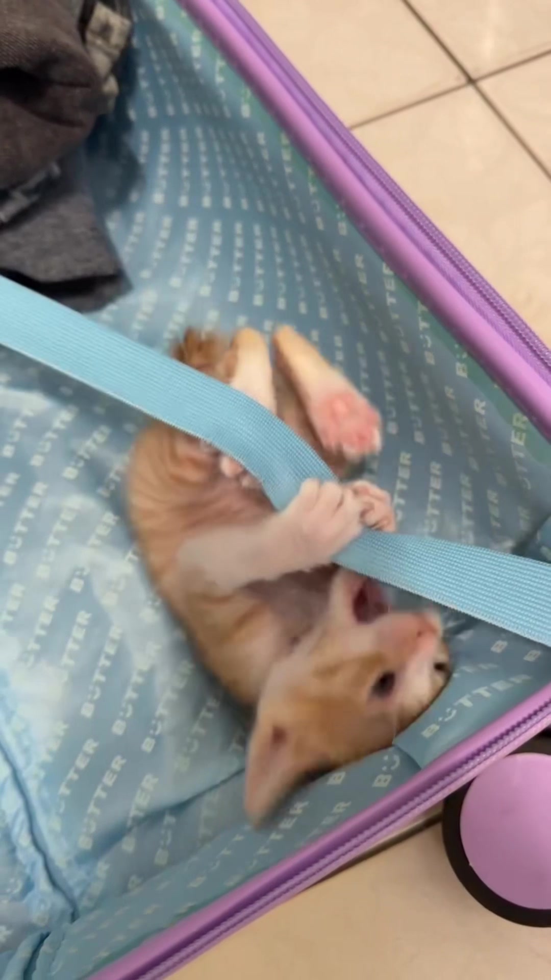 @kloutkittens