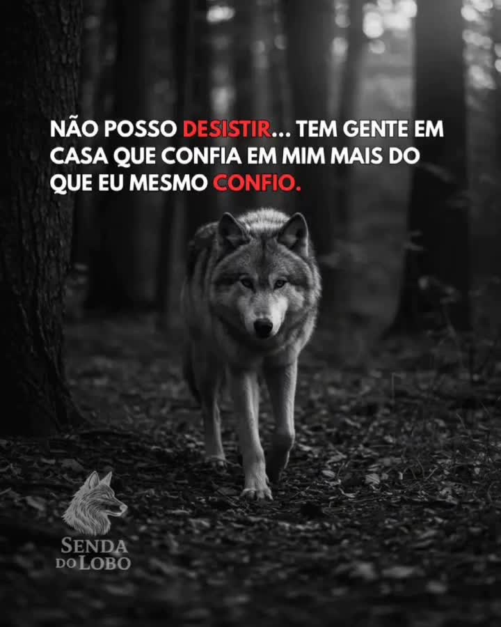 @Seta Loko