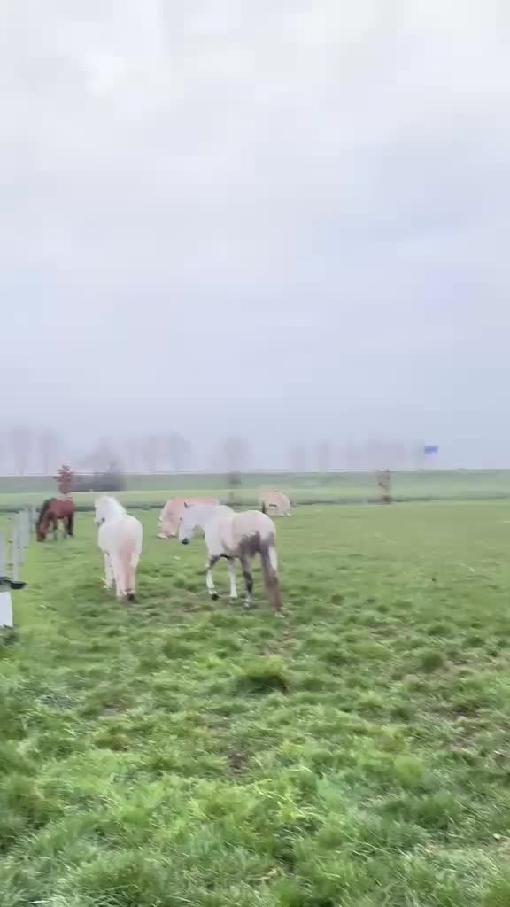 @manegeprinsenbankhoeve