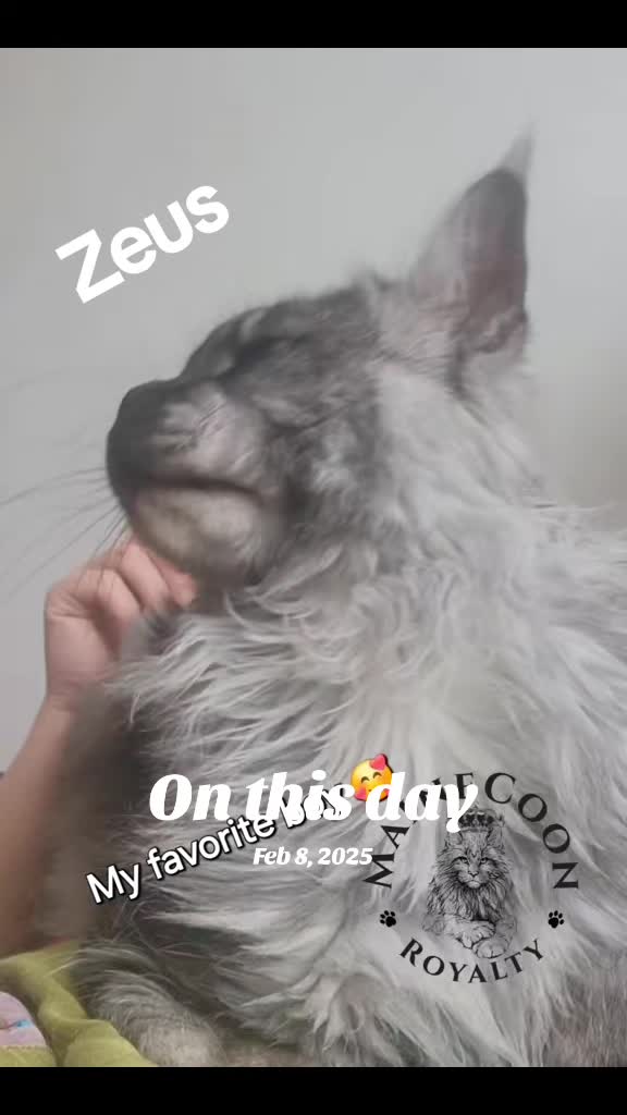 @MaineCoon Royalty