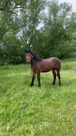 @🐴Horses🐴