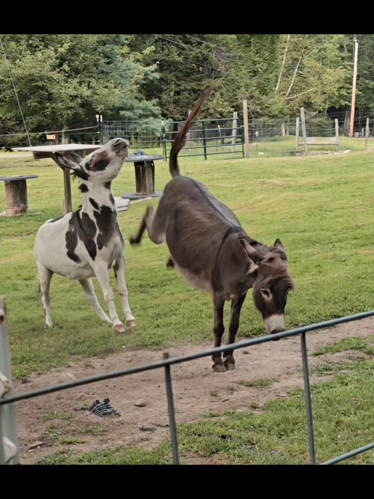 @DaisyMae Acres