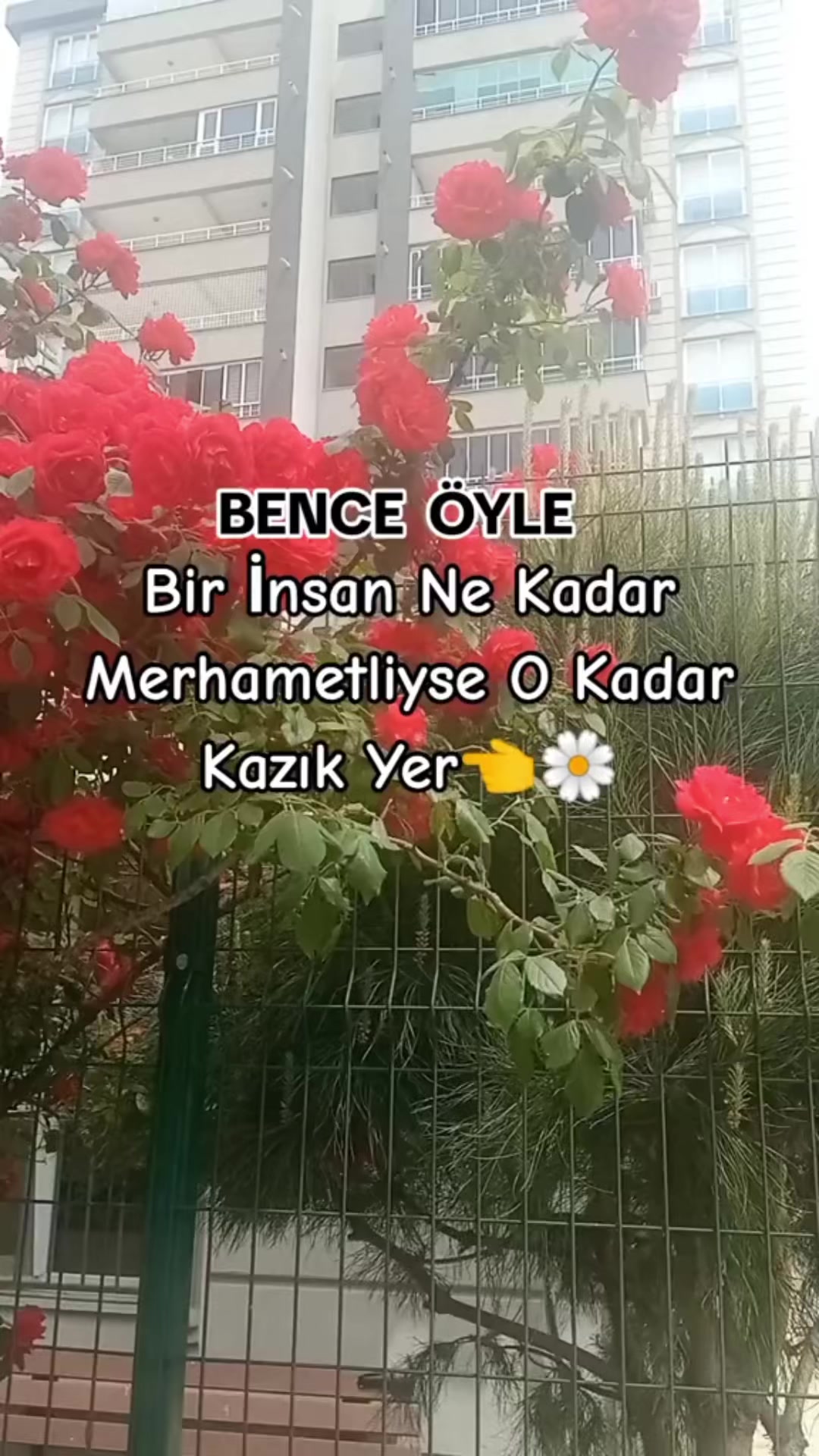 @papatyamm