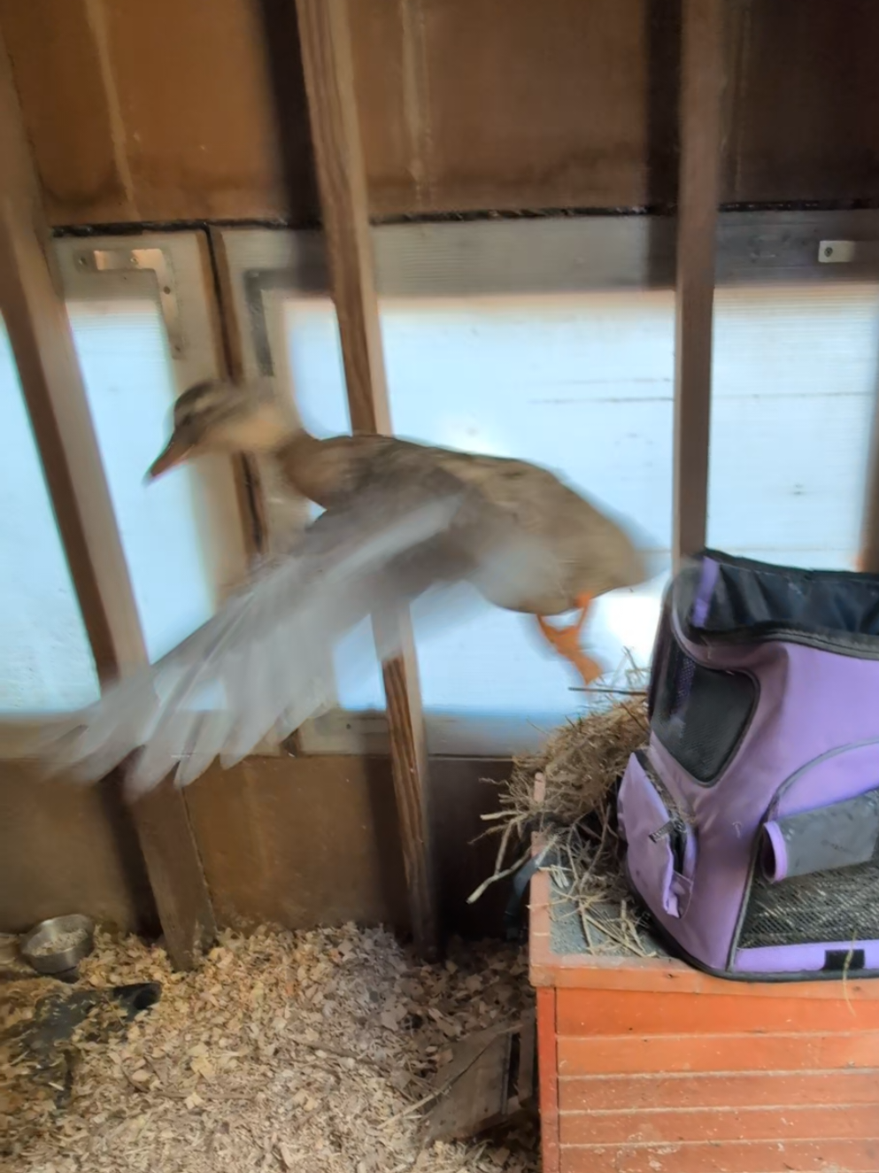@Mother Duckers Homestead