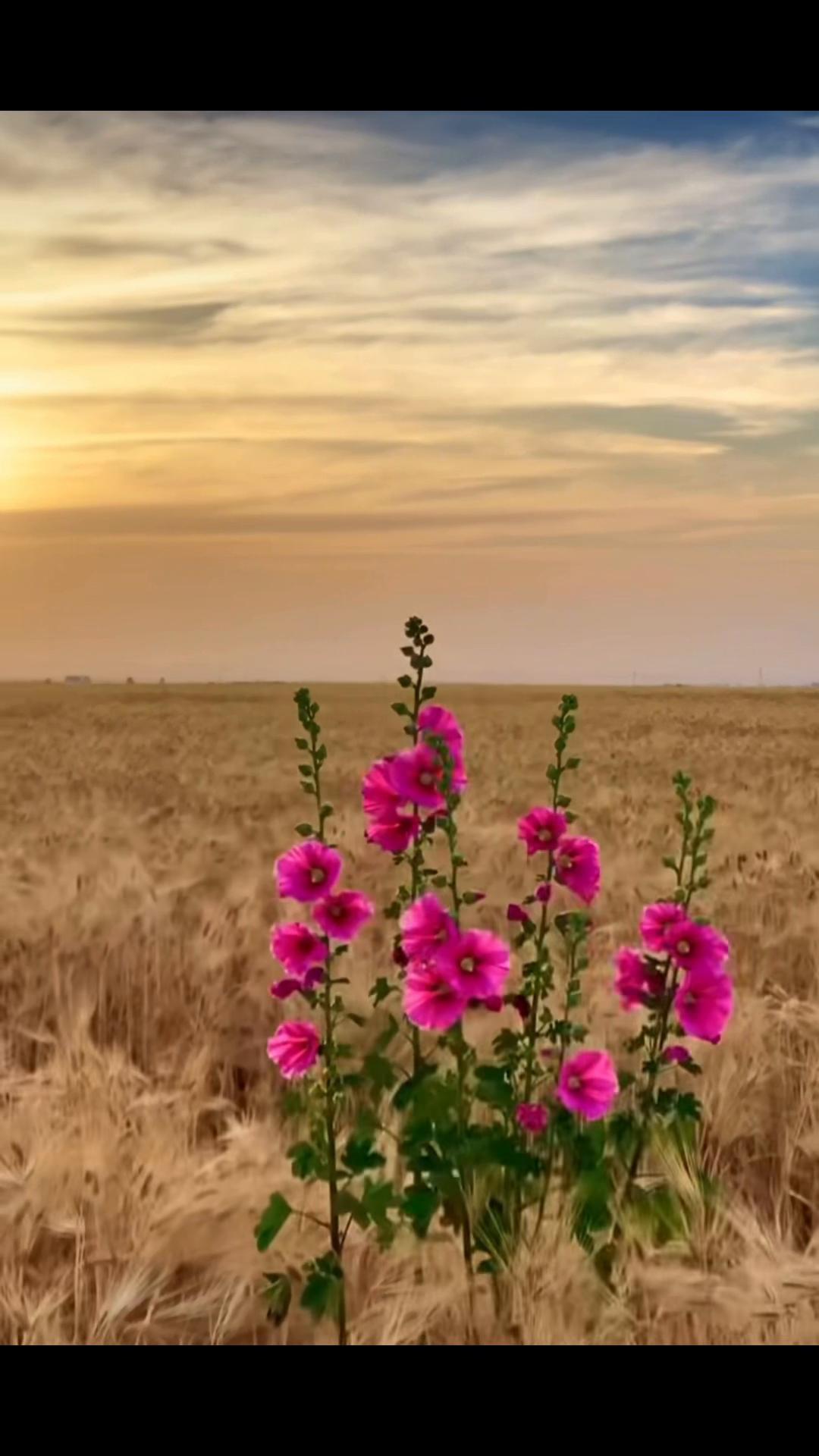 @ruh_tamiri  🍃🌹