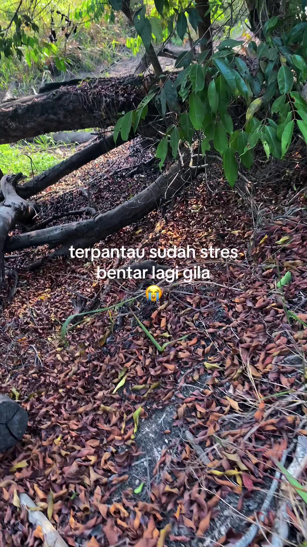 @SEMPAK KUNTILANAK 🩲