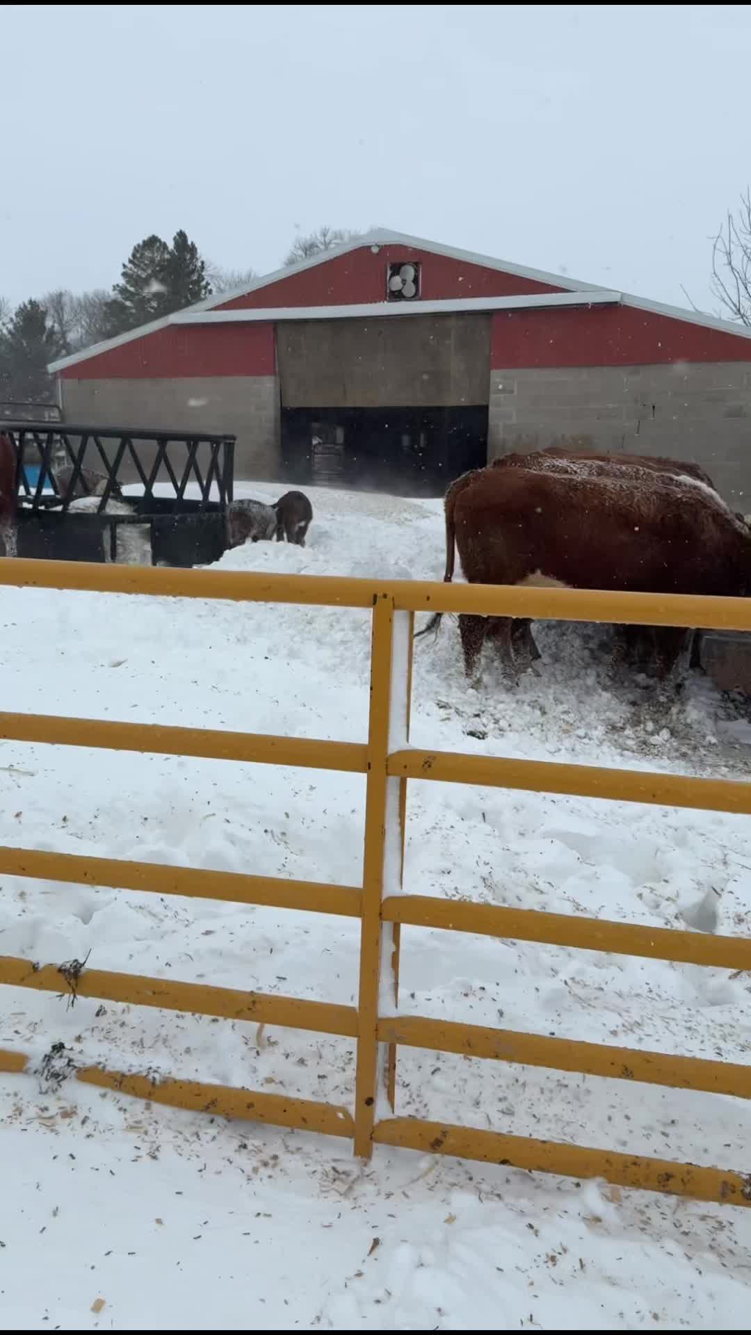 @Circle E Ranch Red Angus MN