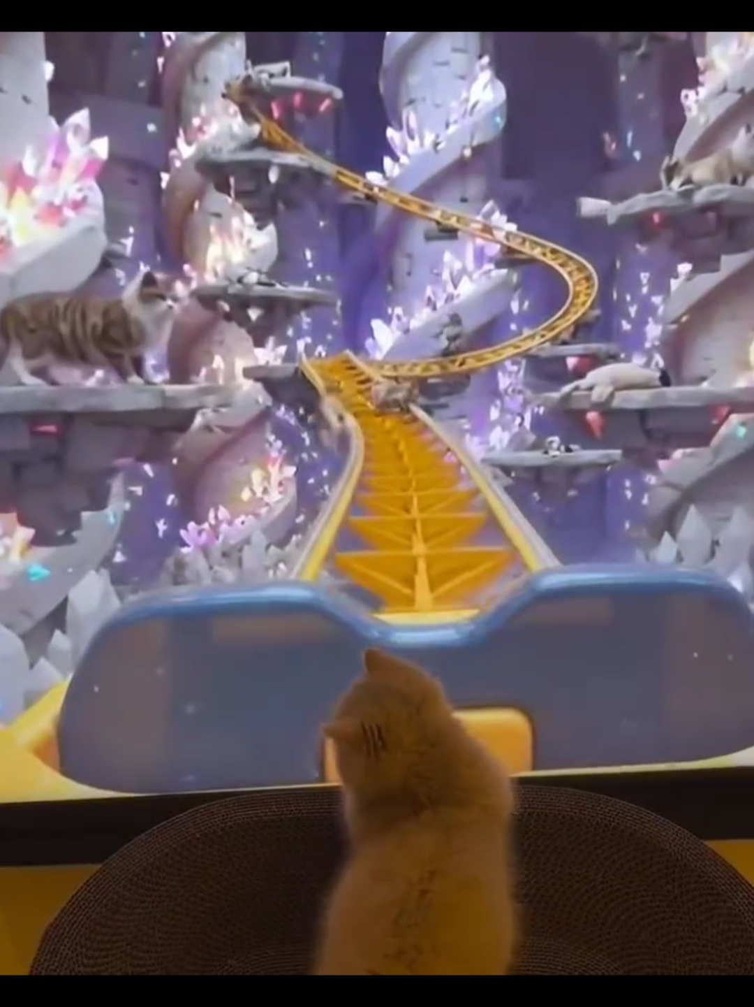 @Chonky World Of Cats