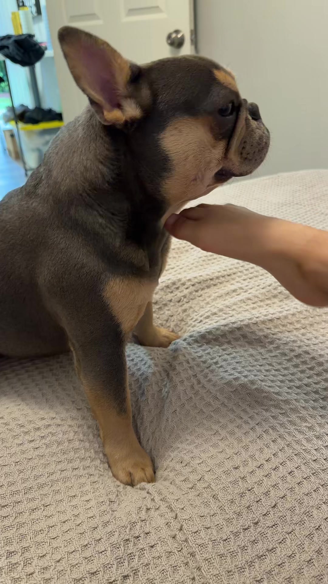@CANELO & MAYA🐾🧡💜 ALVAREZ