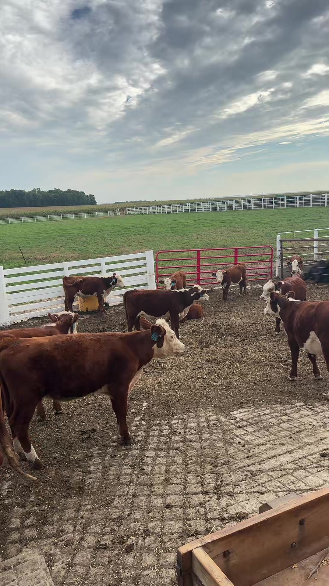 @Vos-Cattle-Co