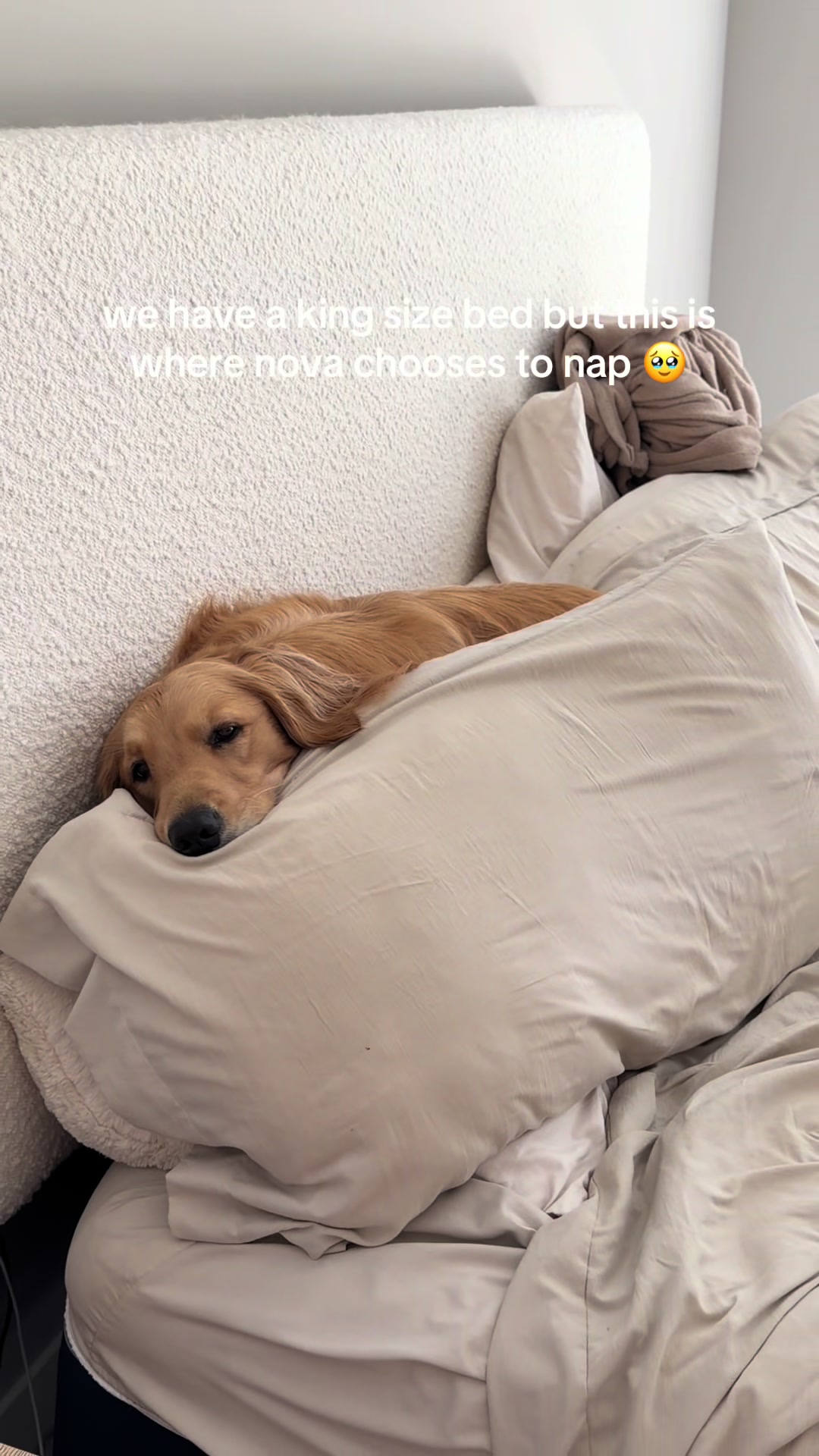 @novathegoldenn