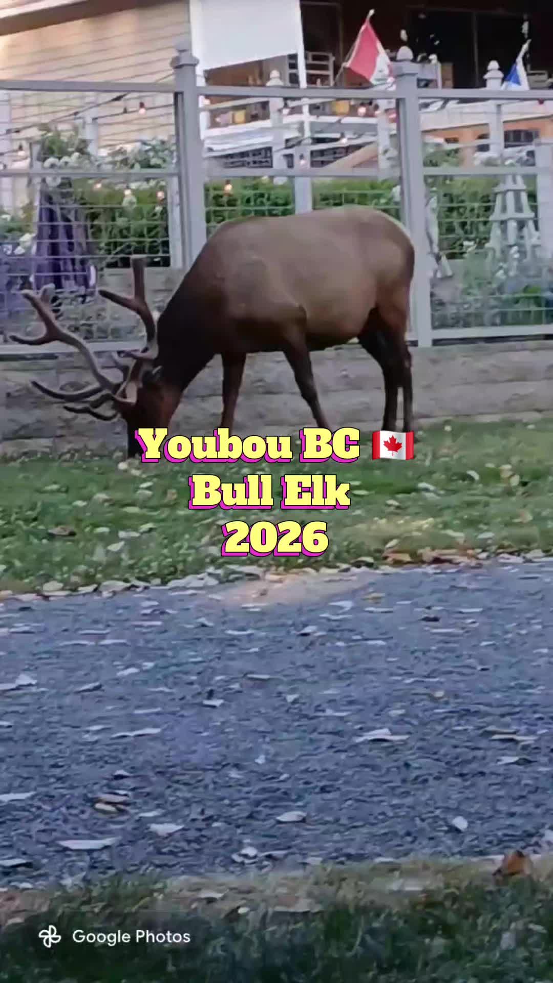 @Lunalovinlife🇨🇦