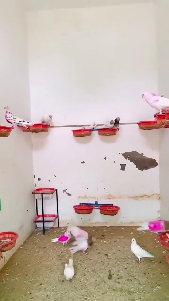 @Adnan jutt🤘 لاڈلا گروپ ملتان