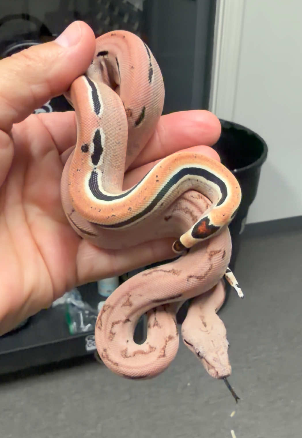 @Snake Country