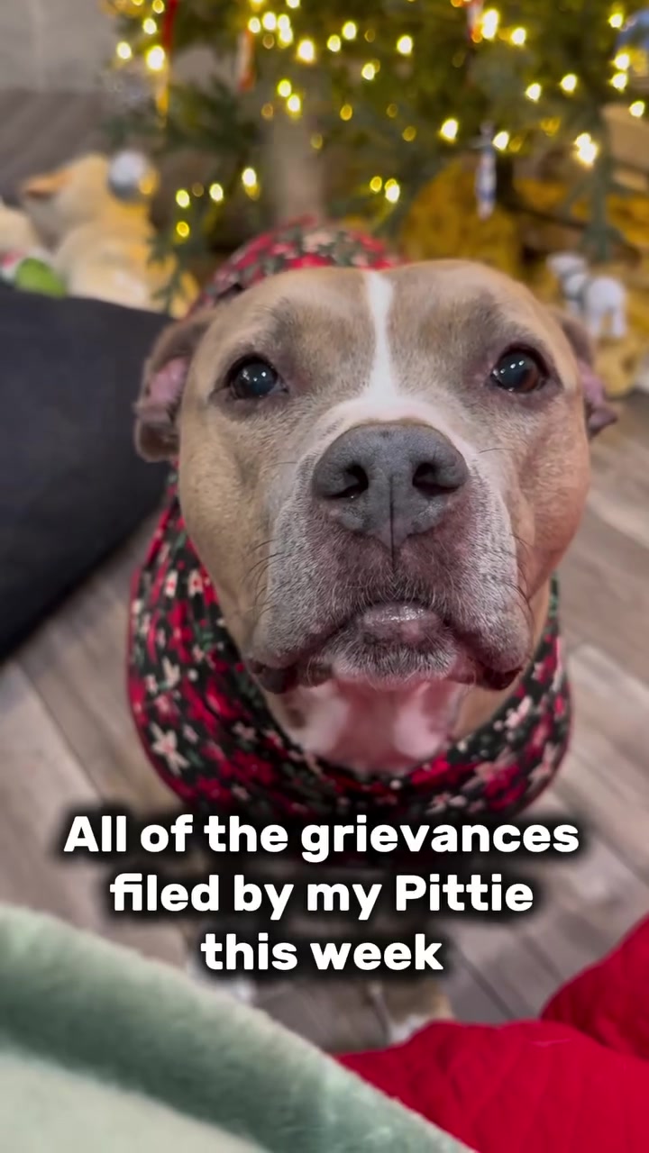 @Indie.pittie