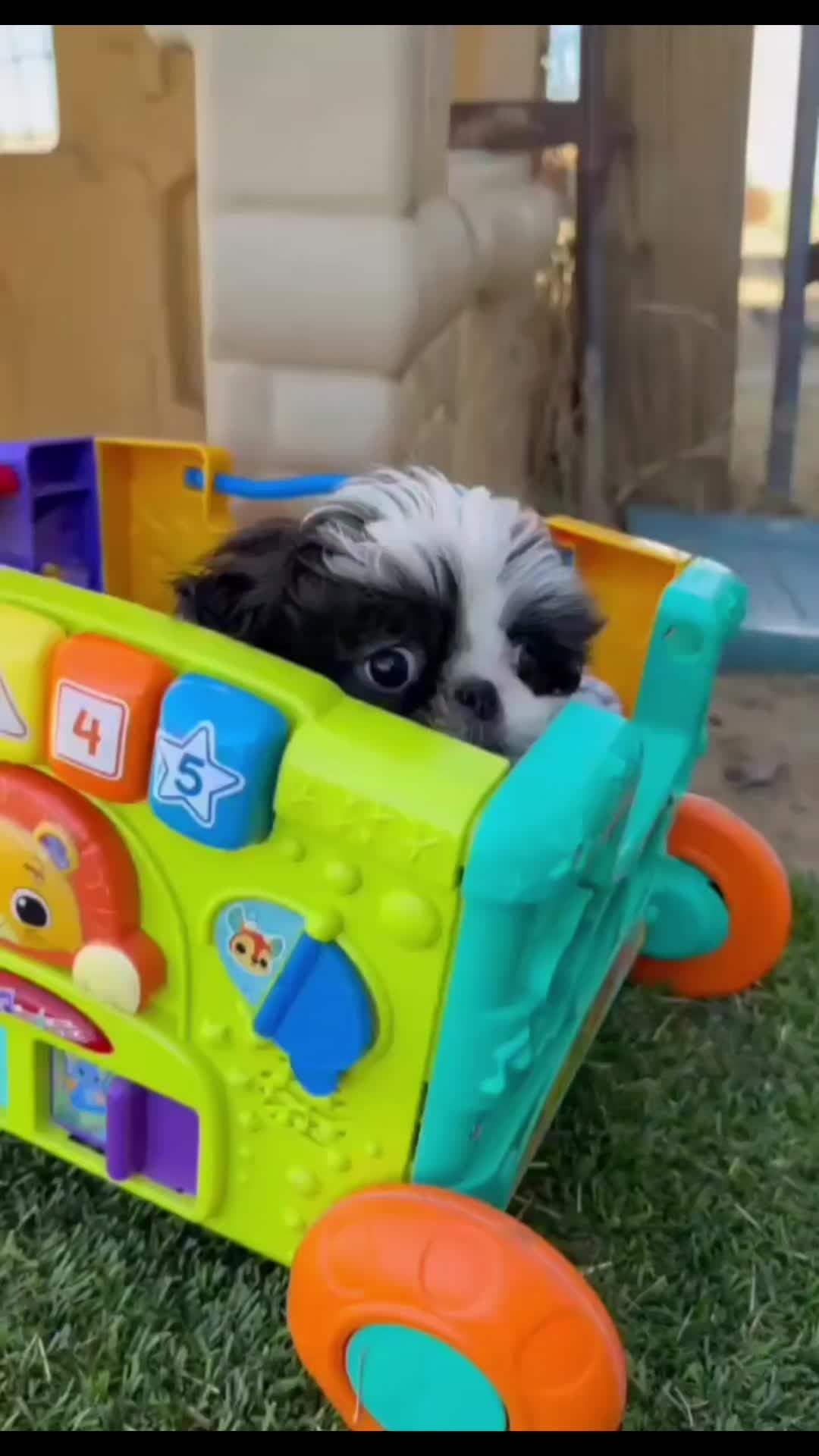 @Barb's Precious Pups