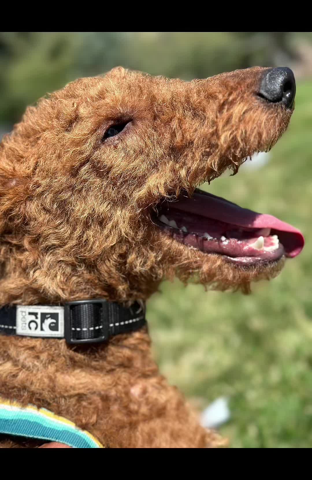 @k9fieldguide