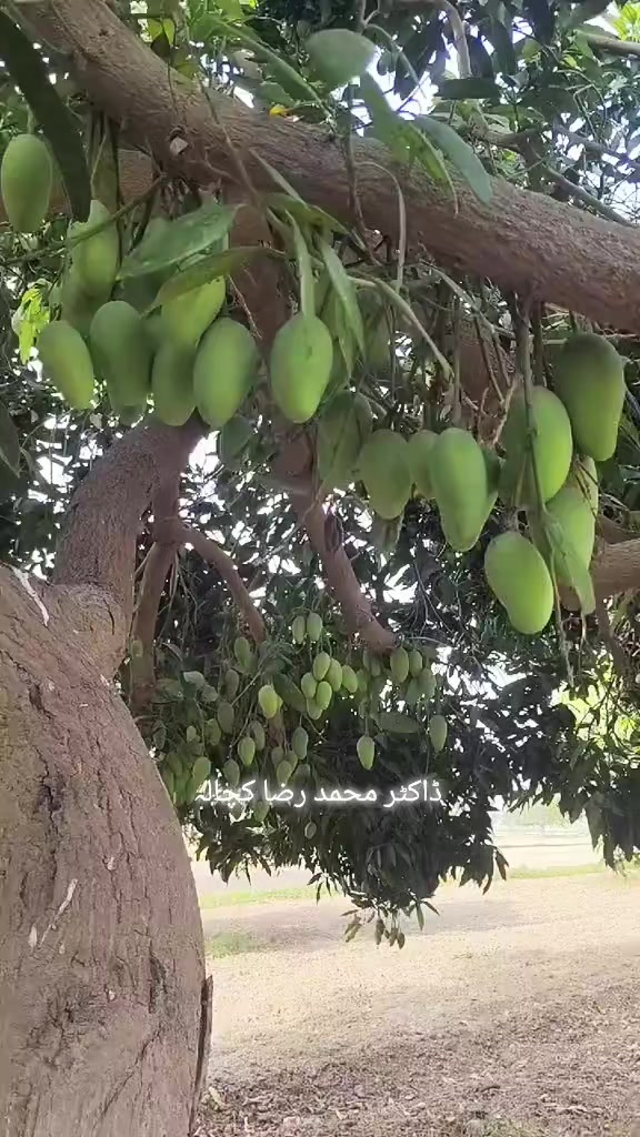 @Dr Mohammad Raza Kachala