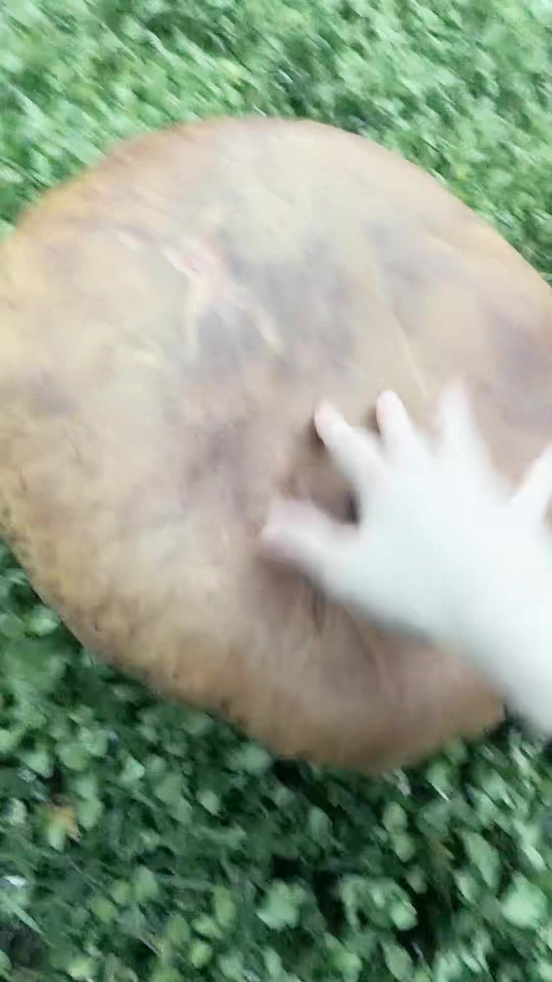 @moidletgroid